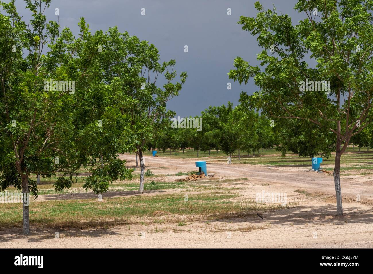 Rincon, New Mexico Waterhungry pecan trees growing in the midst of a