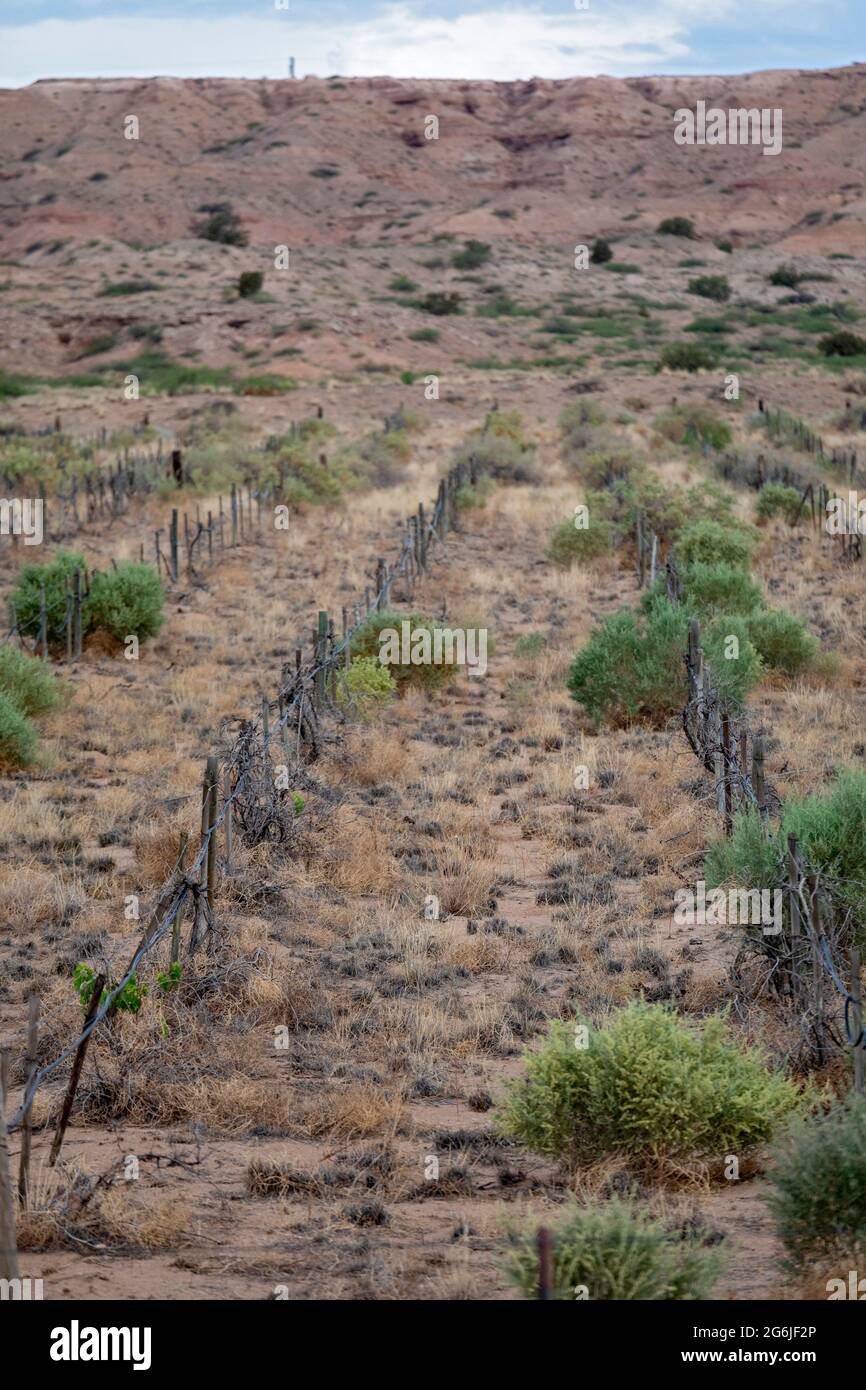 Belen, New Mexico A neglected vineyard, without irrigation, is dying