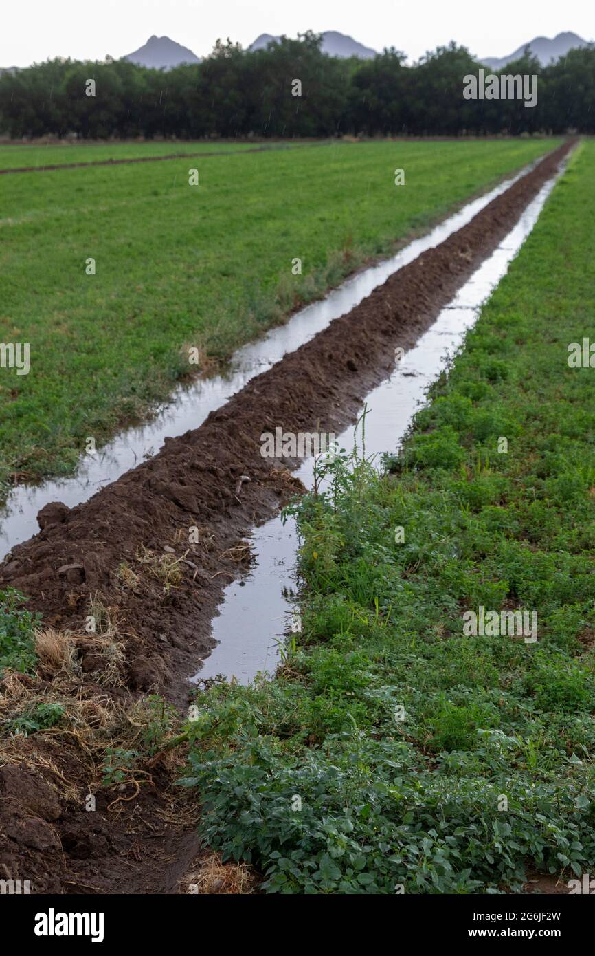 Las Cruces, New Mexico Irrigation on a farm in the desert during a