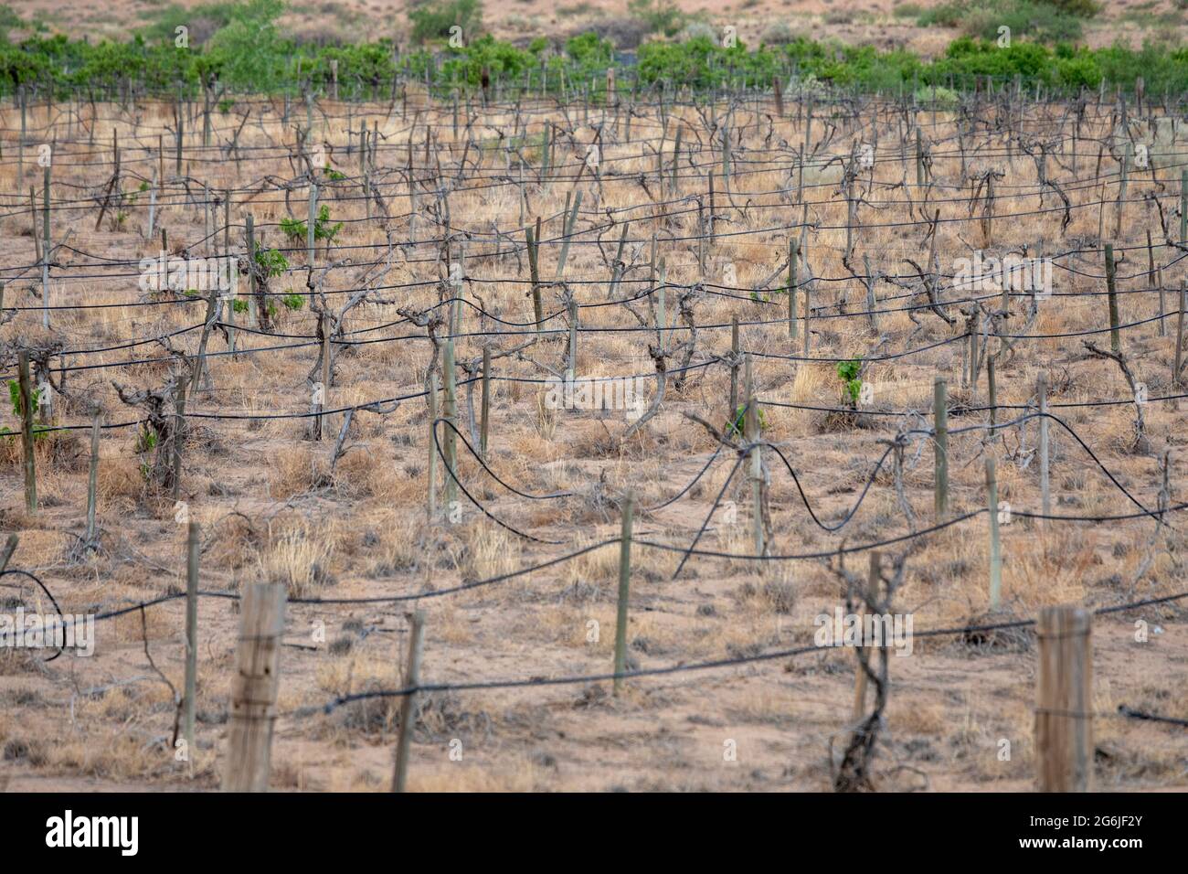 Belen, New Mexico A neglected vineyard, without irrigation, is dying