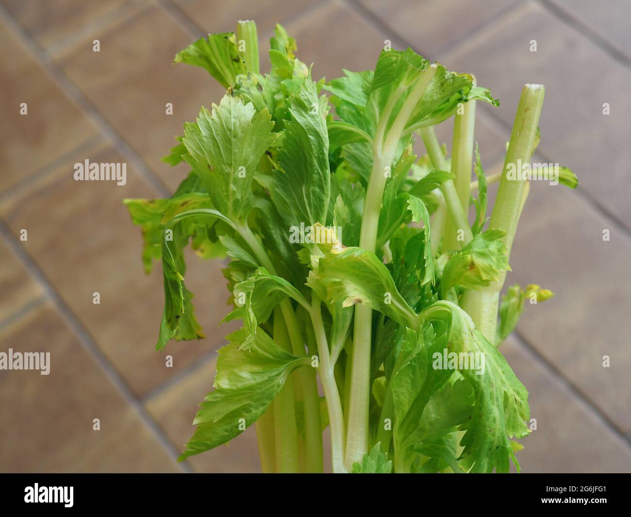 celery (scientific name Apium graveolens) plant vegetarian food Stock