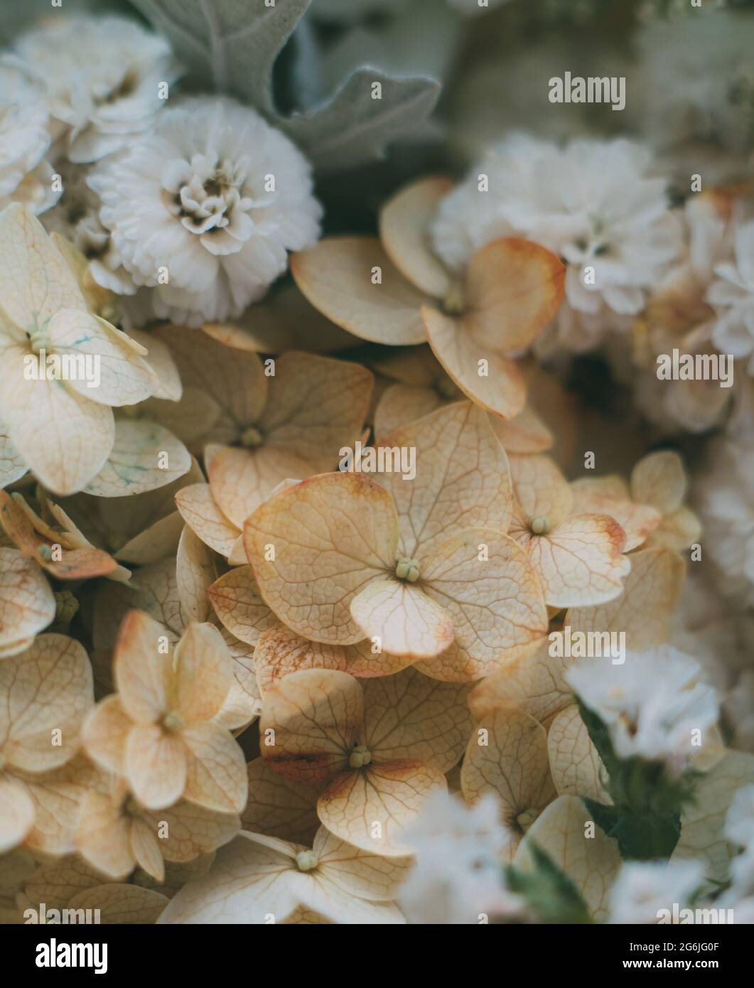 Beige and white hydrangea flowers macro shot Stock Photo - Alamy