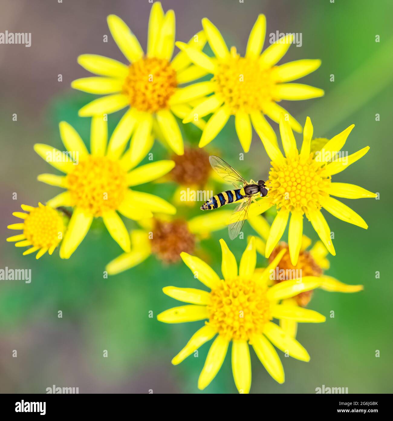 Hoverfly, Sphaerophoria scripta, insect eating pollen on a yellow flower Stock Photo