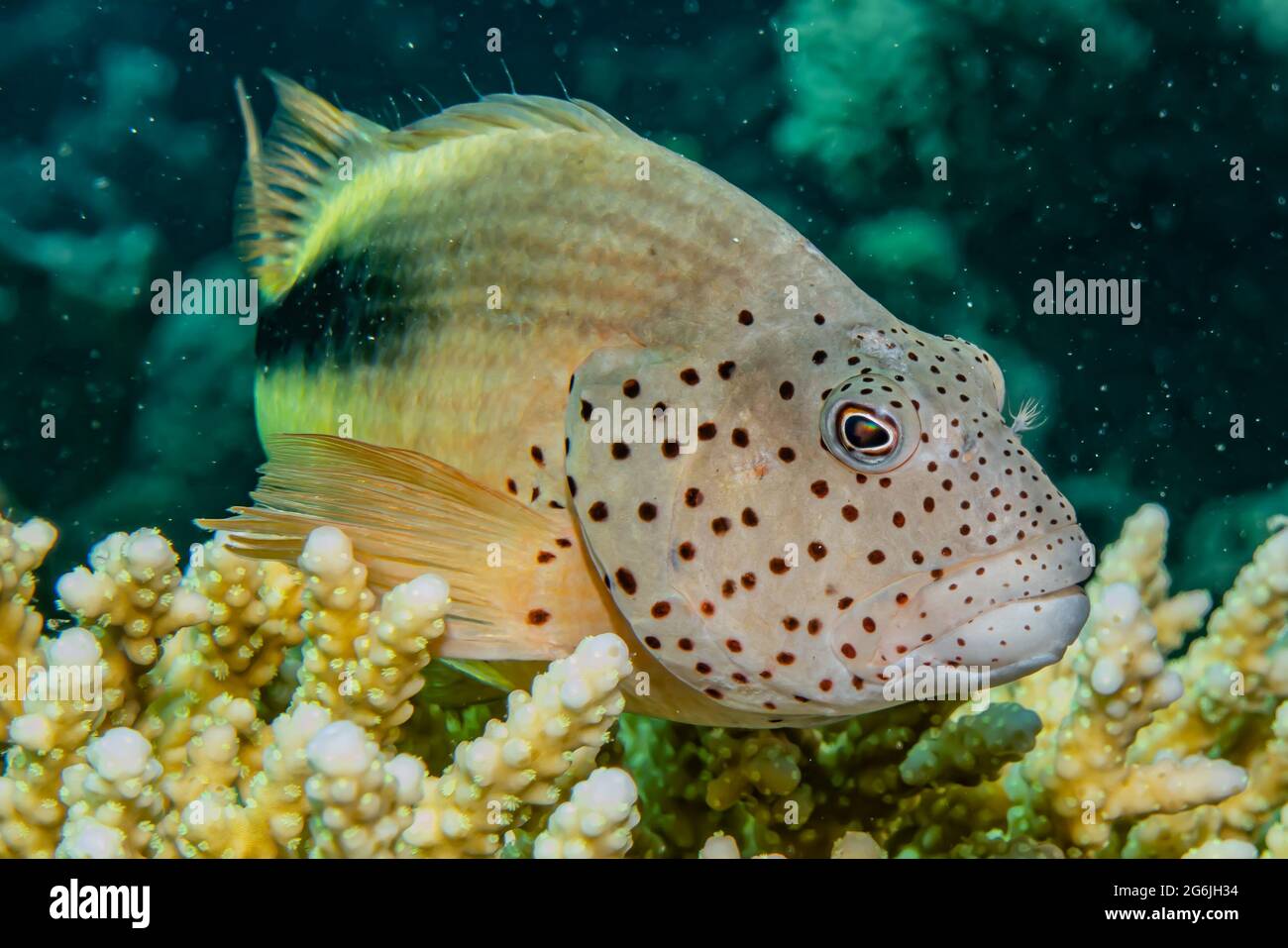 Isral Fish Fish swim in the Red Sea, colorful fish, Eilat Israel Stock Photo - Alamy