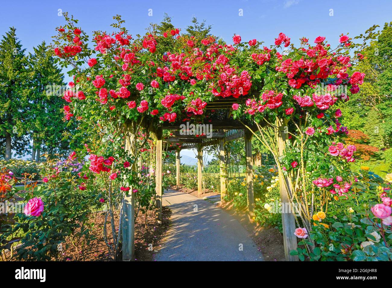 Pink roses on arbor, Burnaby Mountain Centennial Rose Garden, Burnaby, British Columbia, Canada