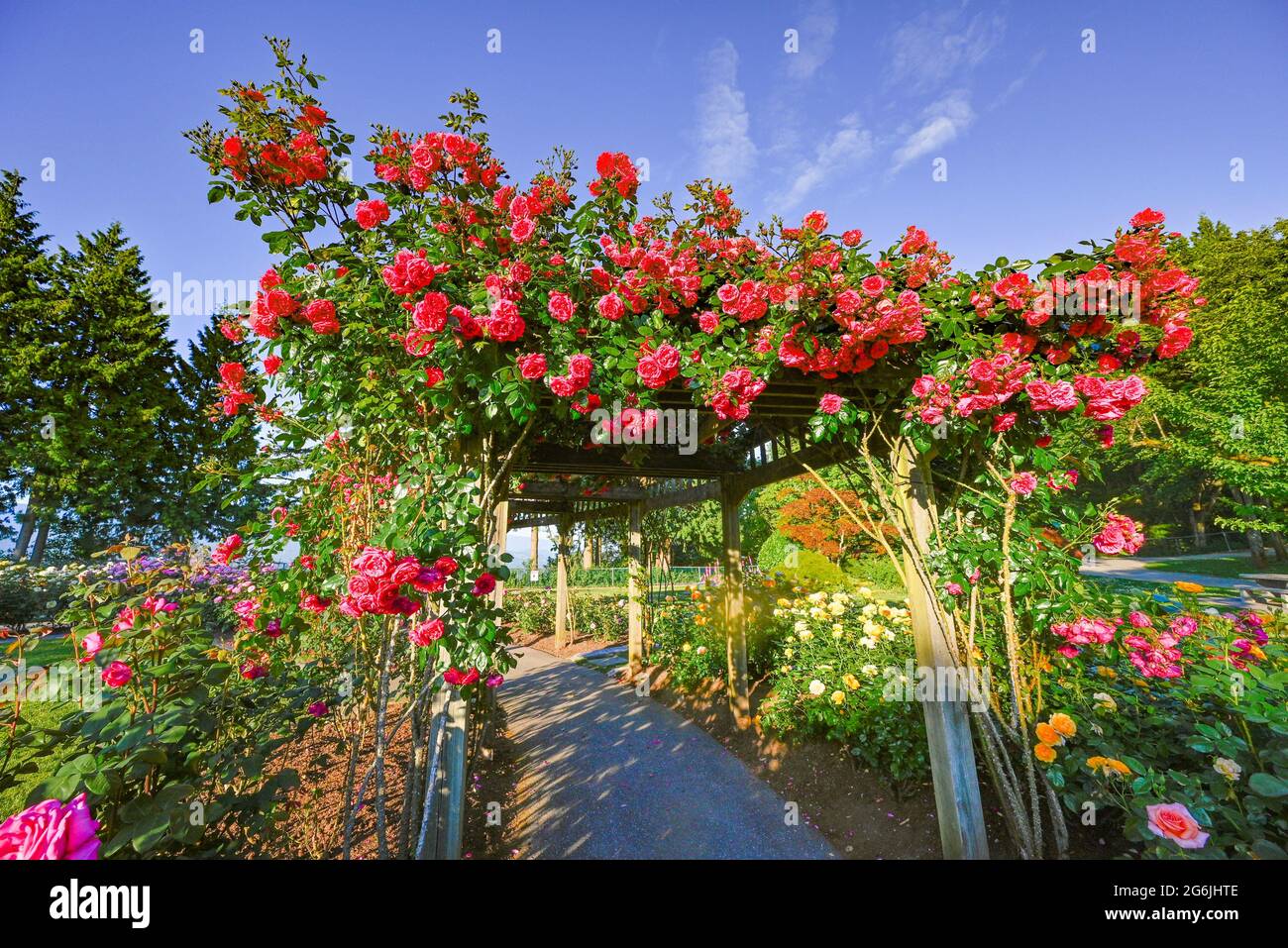 Pink roses on arbor, Burnaby Mountain Centennial Rose Garden, Burnaby