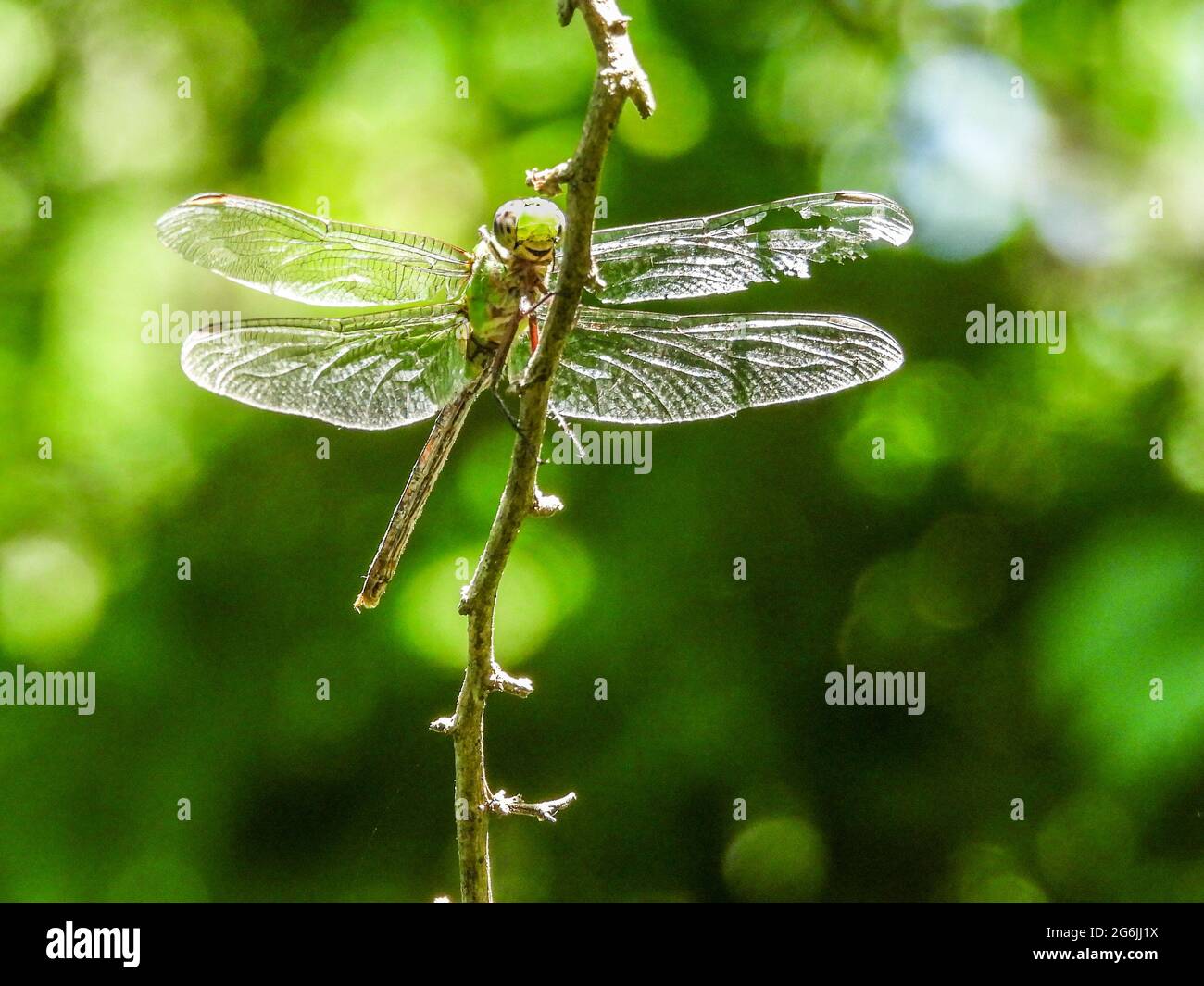 Giant Darner Dragonfly perched on the branch Stock Photo