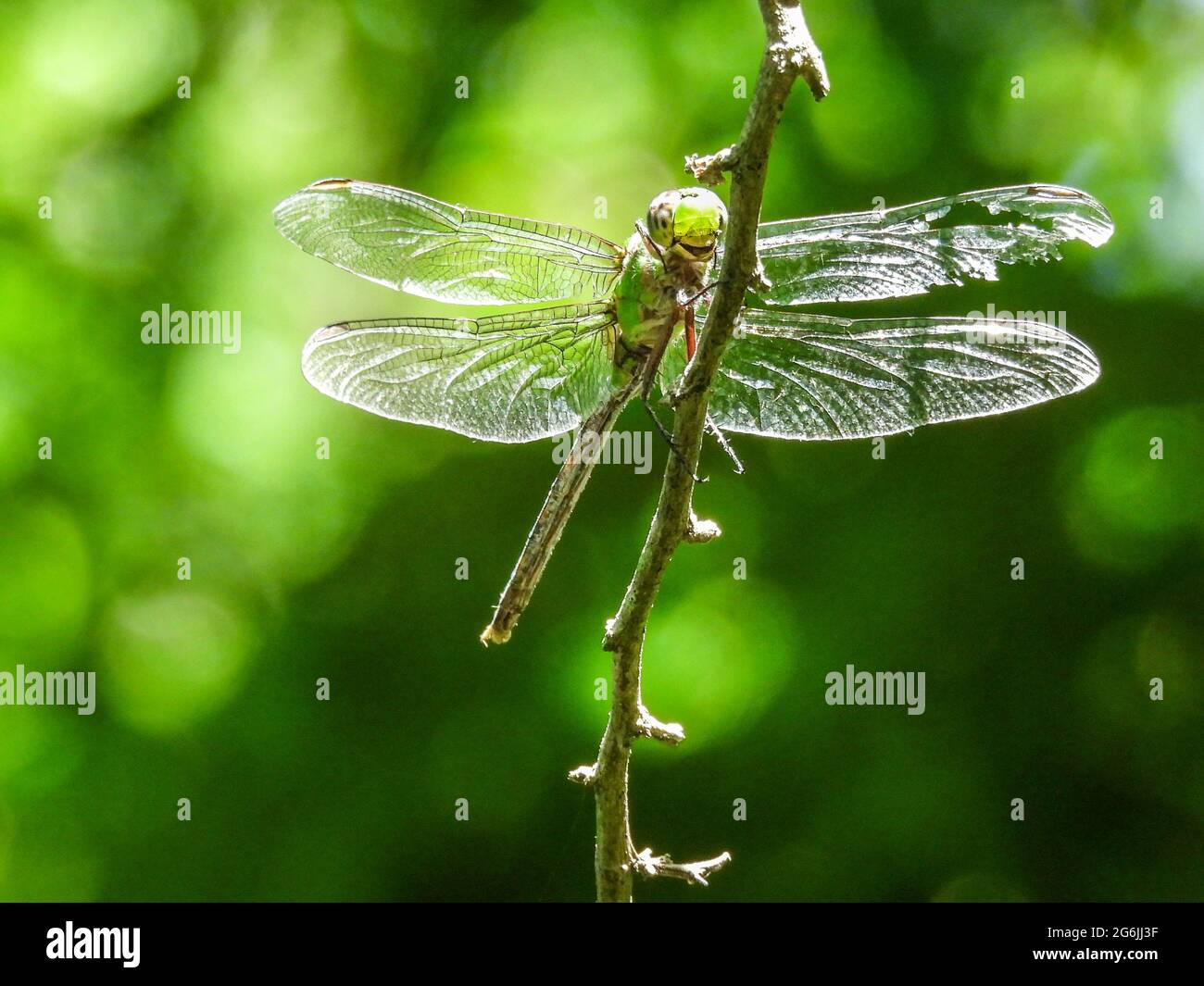 Giant Darner Dragonfly perched on the branch Stock Photo