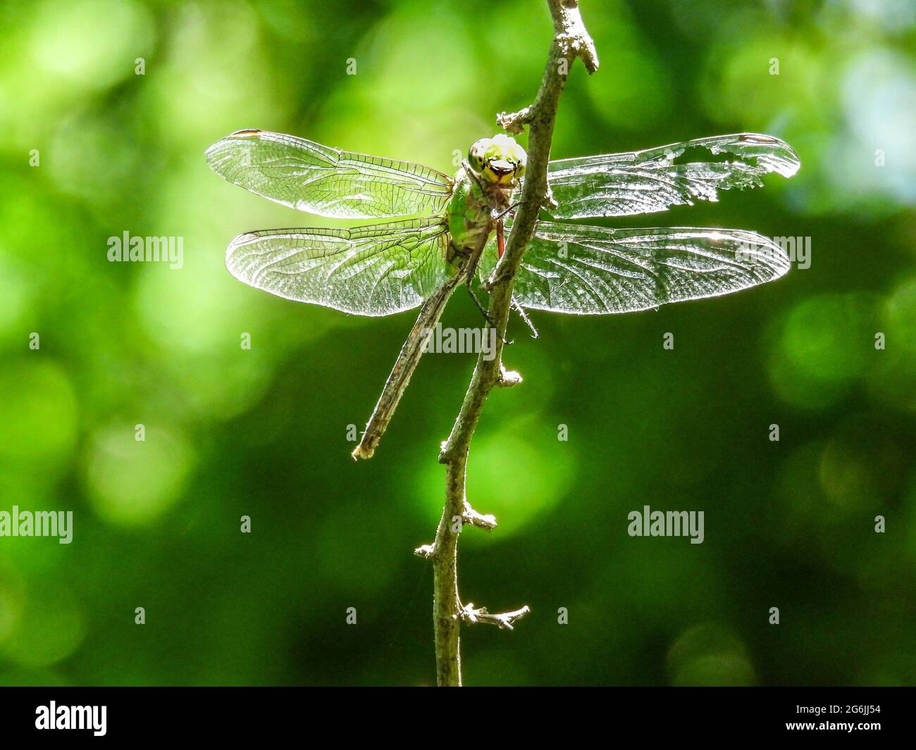 Giant Darner Dragonfly perched on the branch Stock Photo