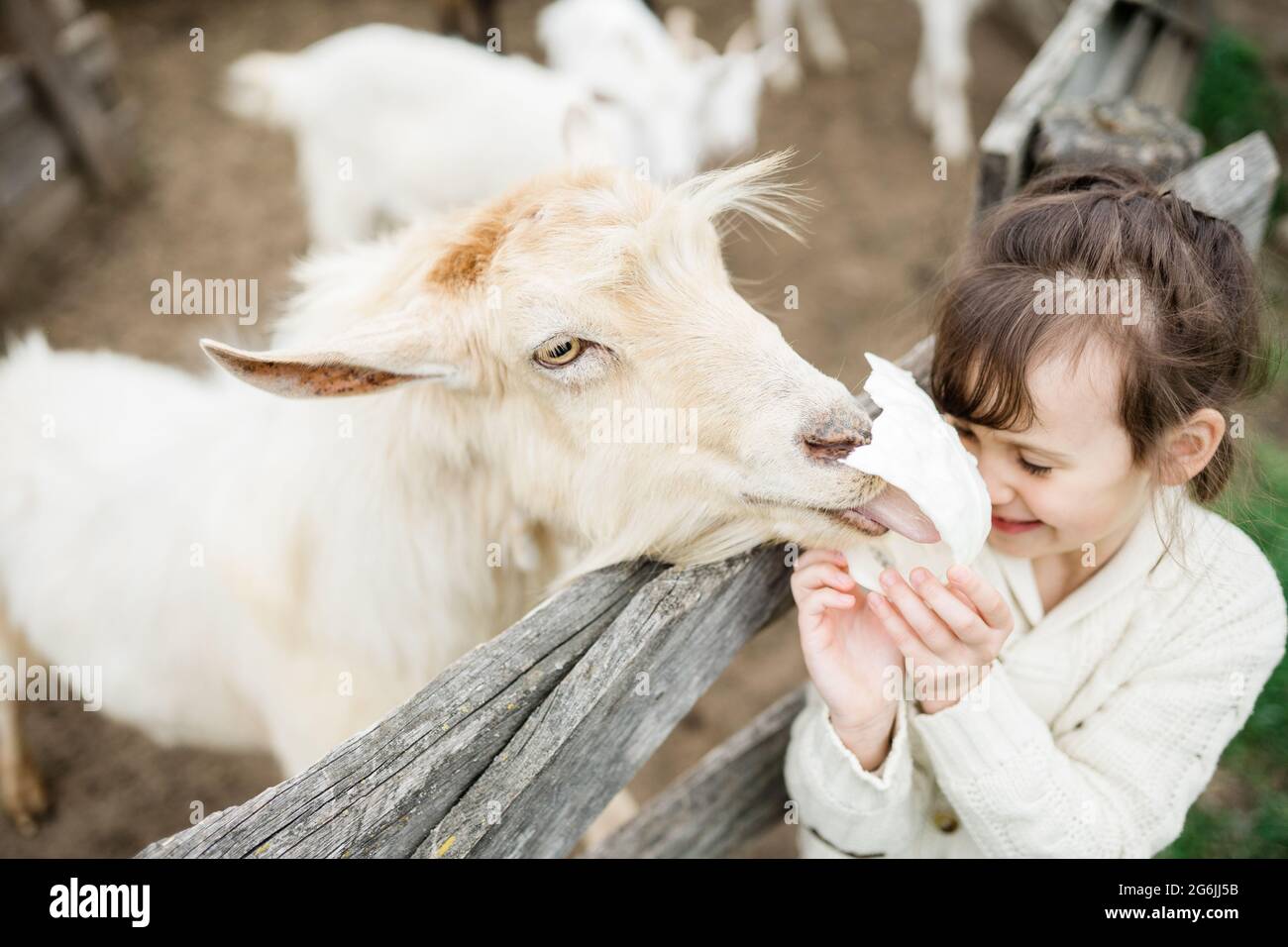 Little girl feeding goats on the farm Stock Photo - Alamy