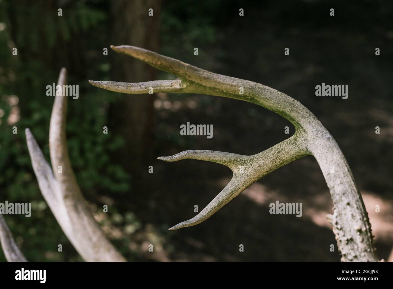 Close-up of Deer Antlers Hanging on Cabin in Woods Stock Photo