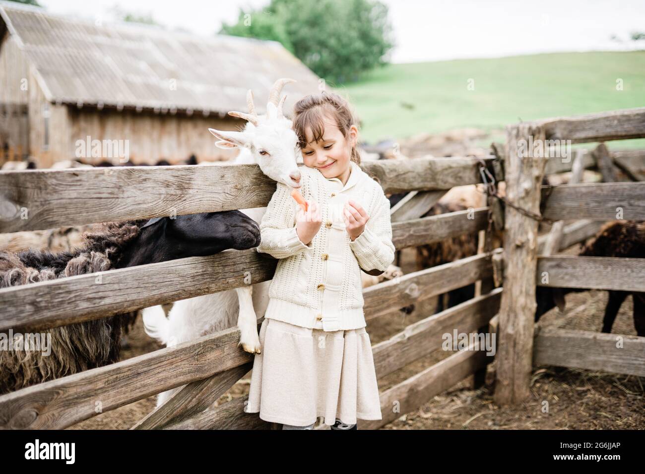 Little girl feeding goats on the farm Stock Photo - Alamy