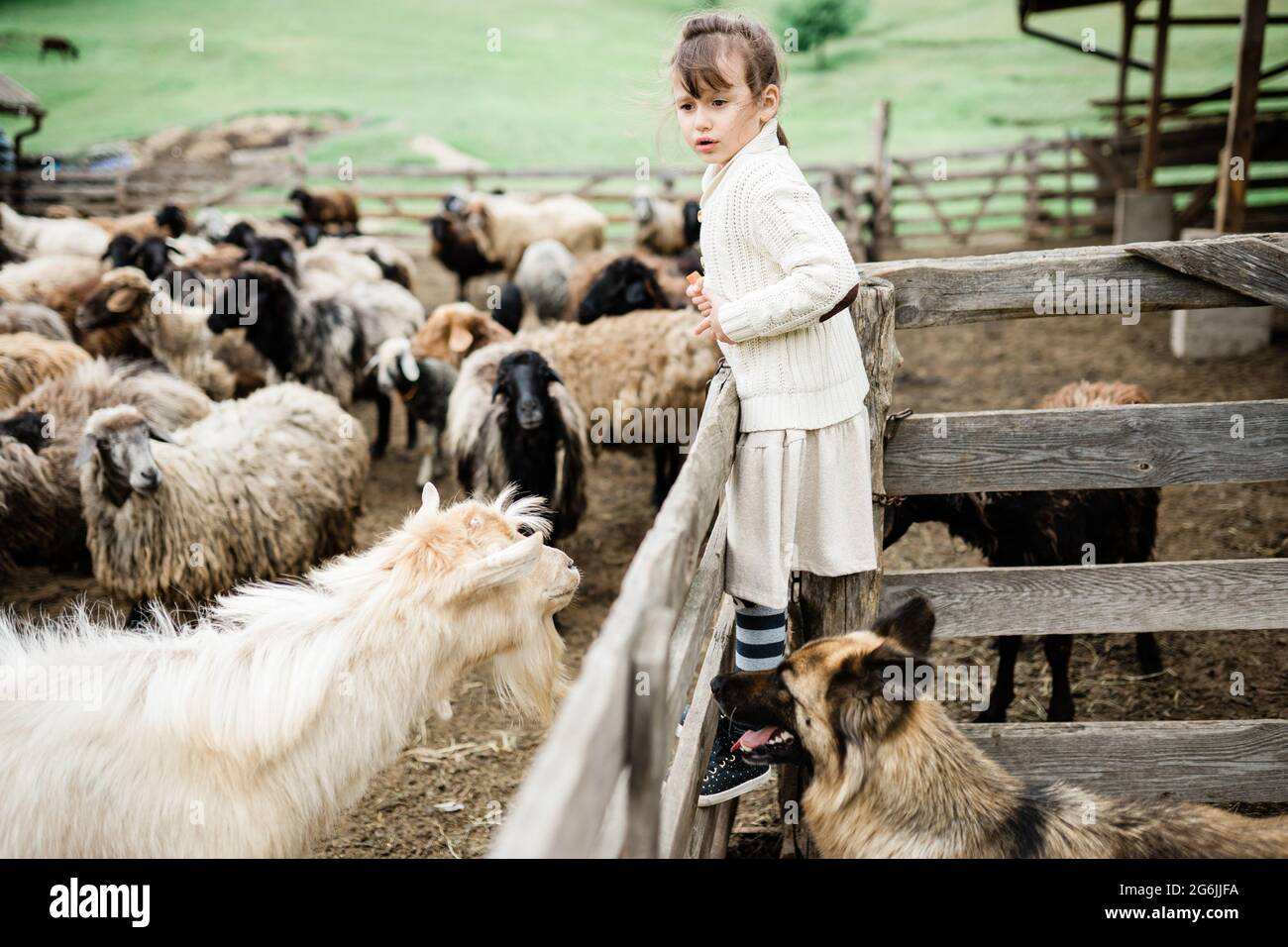 Little girl feeding goats on the farm Stock Photo - Alamy