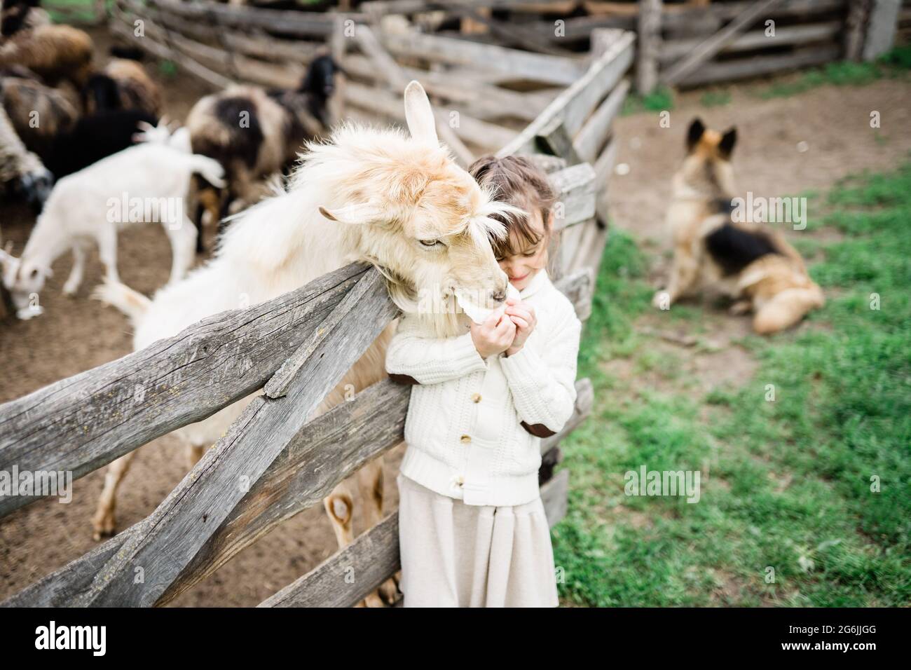 Little girl feeding goats on the farm Stock Photo - Alamy