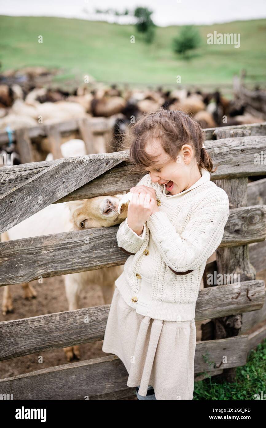Little girl feeding goats on the farm Stock Photo - Alamy