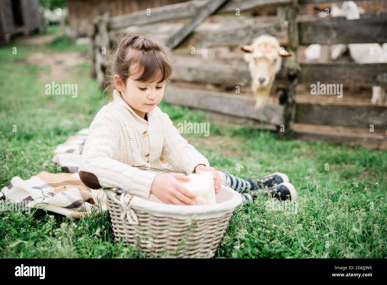 Little girl feeding goats on the farm Stock Photo - Alamy