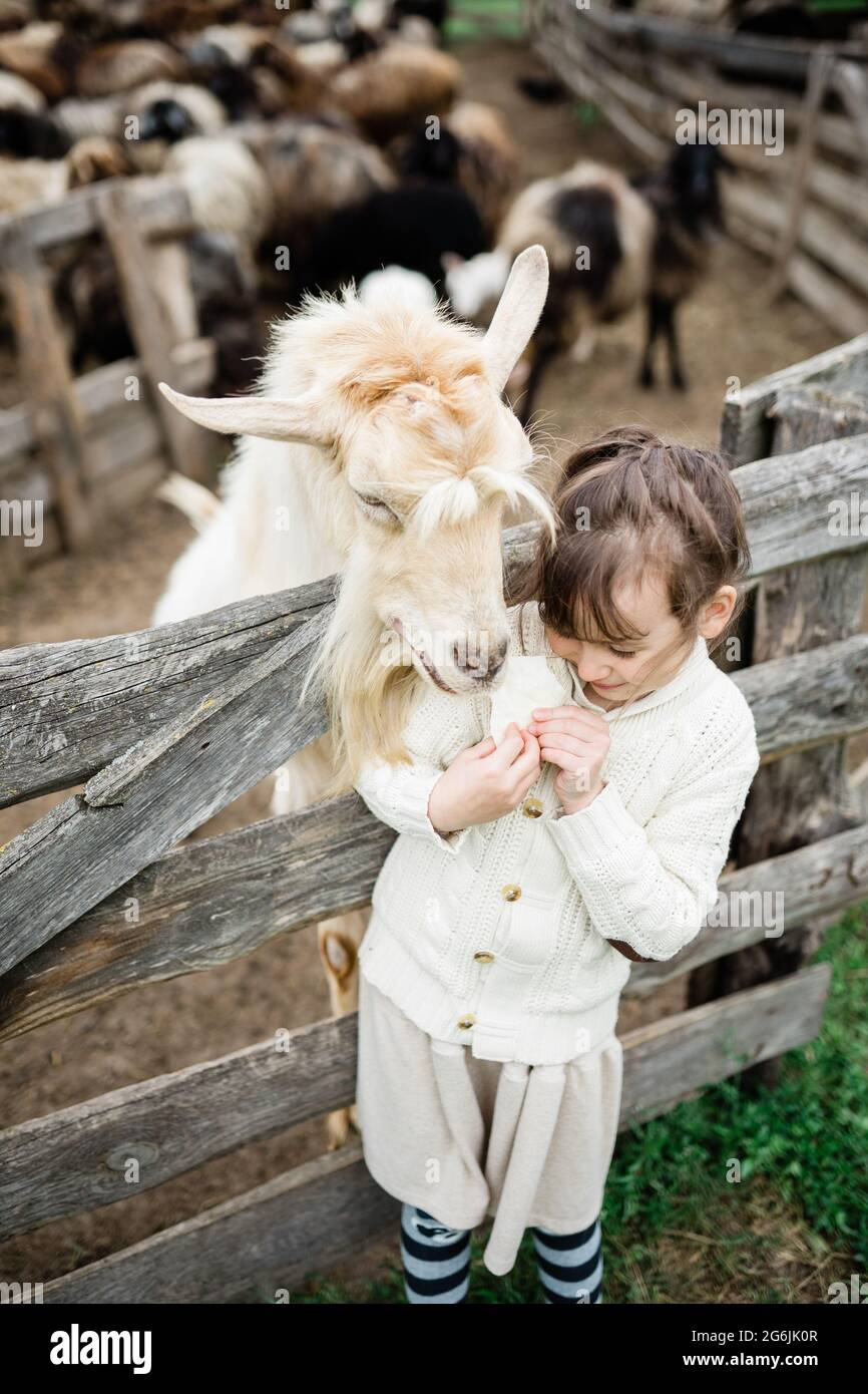 Little girl feeding goats on the farm Stock Photo - Alamy
