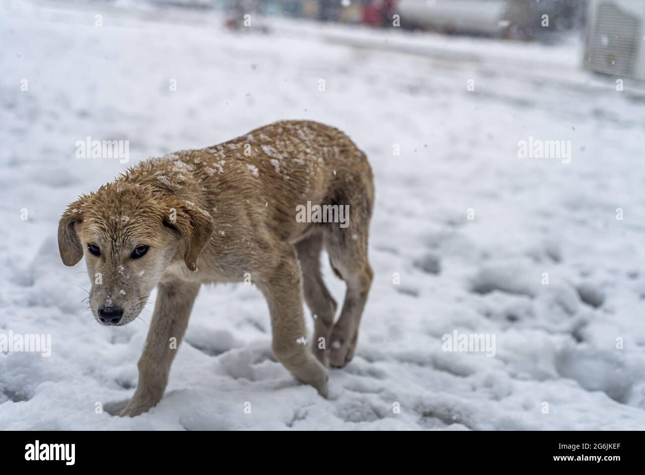 Shot of a dog in a snowy weather Stock Photo - Alamy