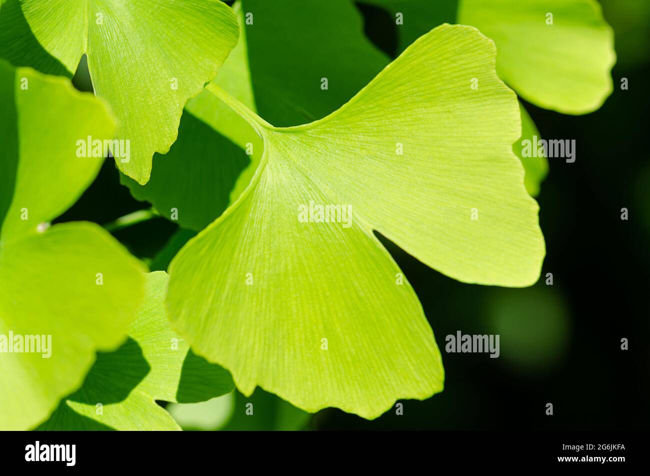 Green ginkgo leaf. Ginkgo biloba, also gingko or maidenhair tree, the official tree of the Japanese capital of Tokyo, and the symbol of Tokyo. Stock Photo