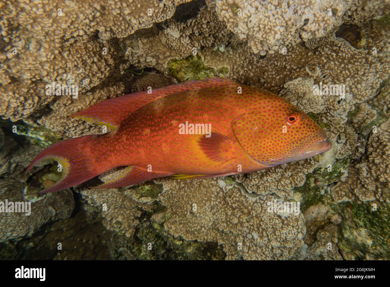 Isral Fish Fish swim in the Red Sea, colorful fish, Eilat Israel Stock Photo - Alamy