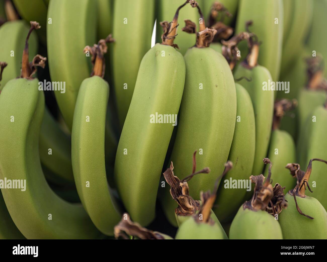 Rulo Vegetable pattern fresh natural bananas food background close up Stock Photo - Alamy