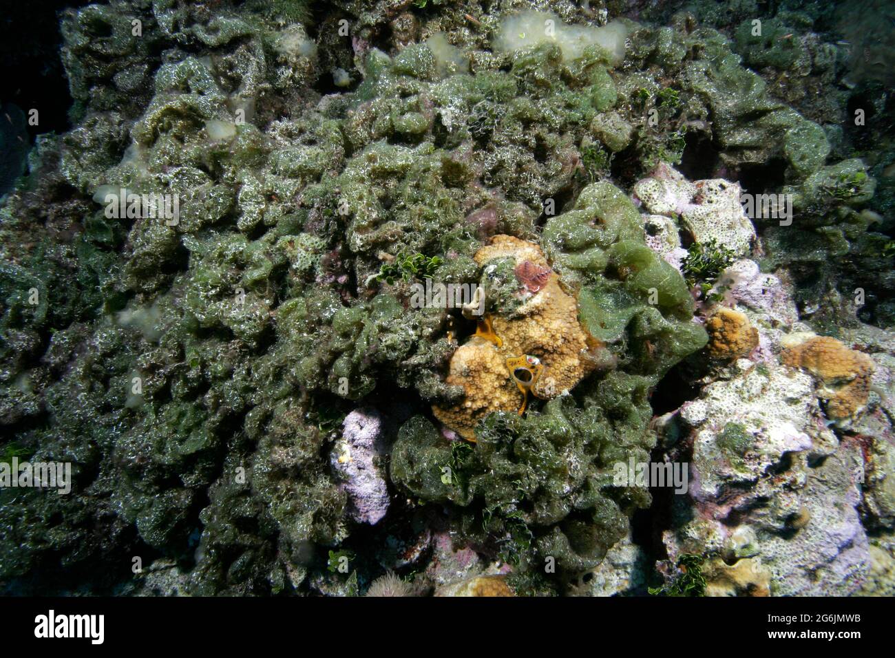 Algae overgrowing coral, Exumas, Bahama Islands Stock Photo Alamy