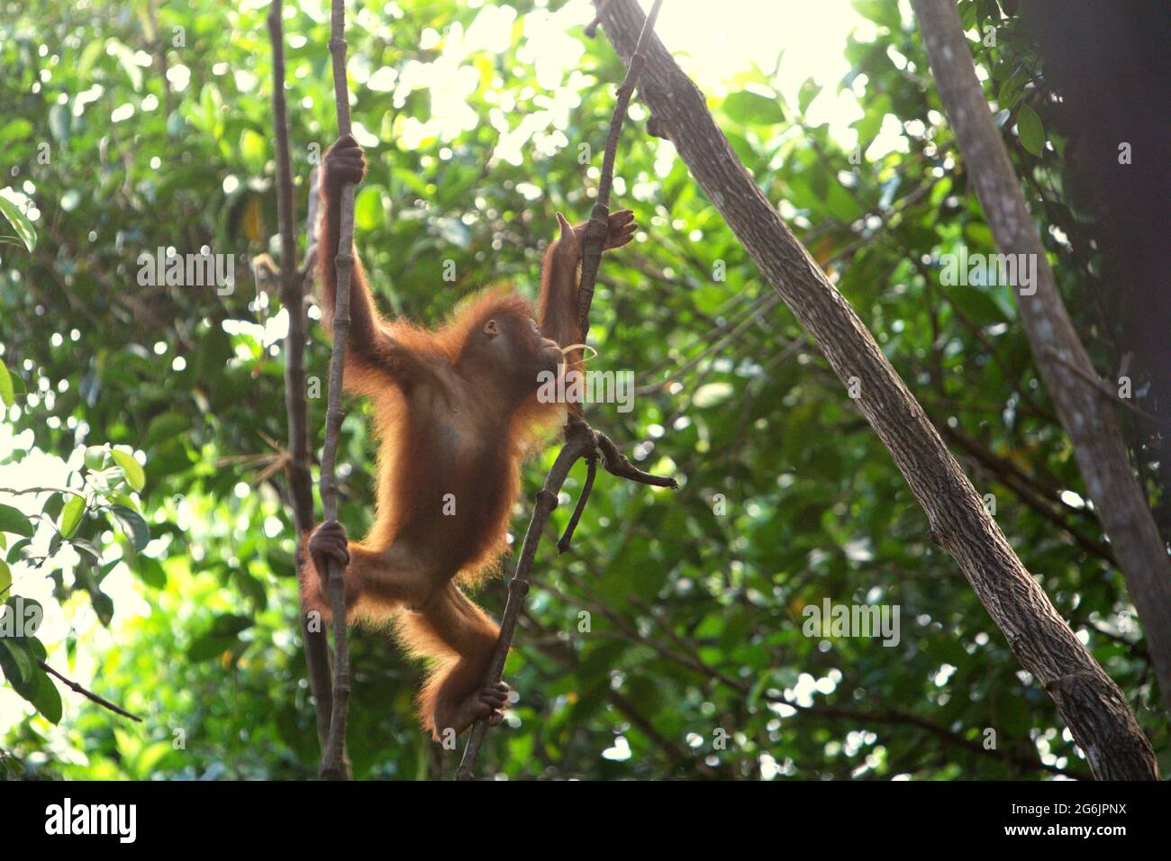 Young orangutan at Rasa Ria Nature Reserve, Kota Kinabalu, Sabah, Malaysia. Stock Photo