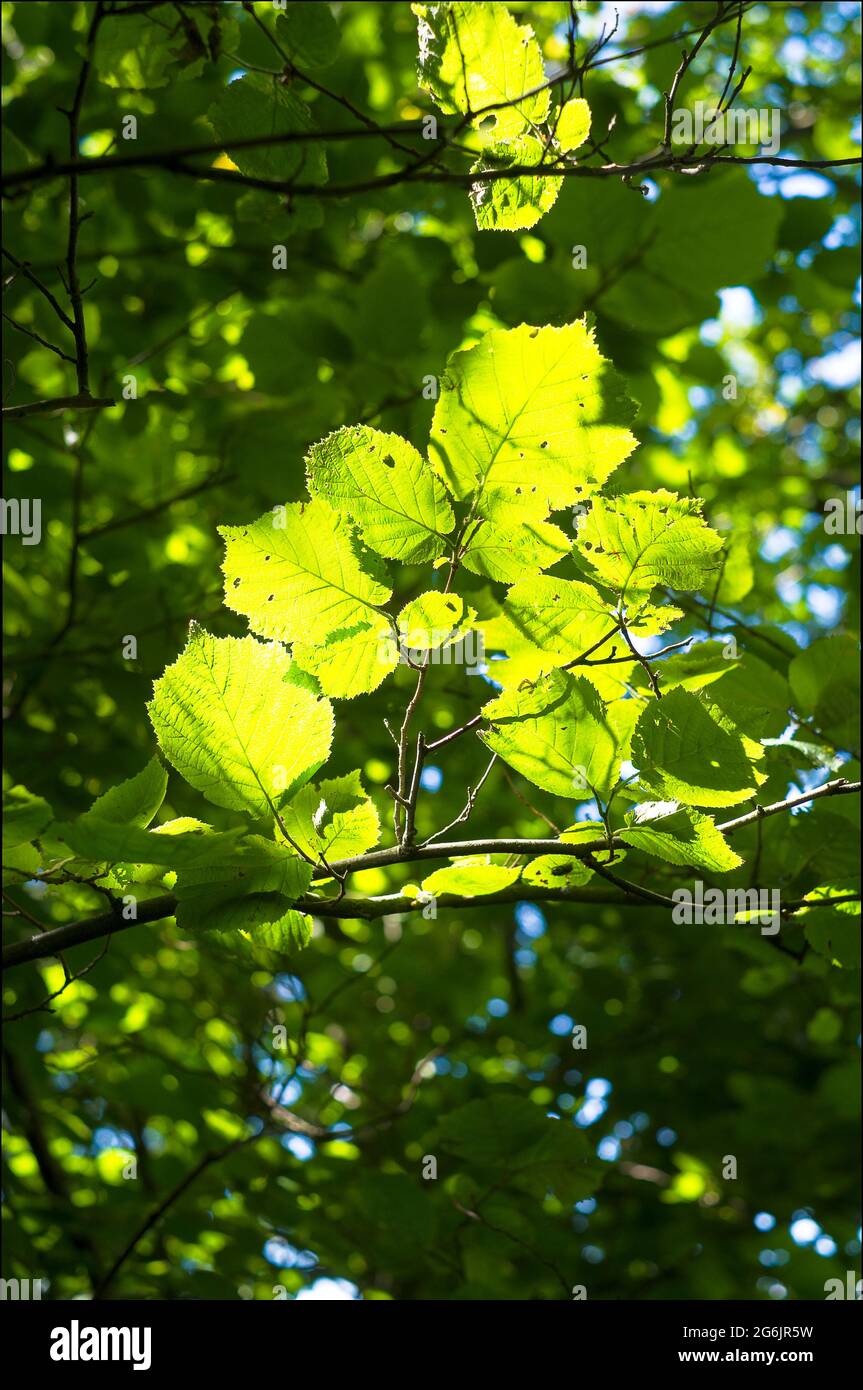 Woodland scenes with trees and greenery Stock Photo