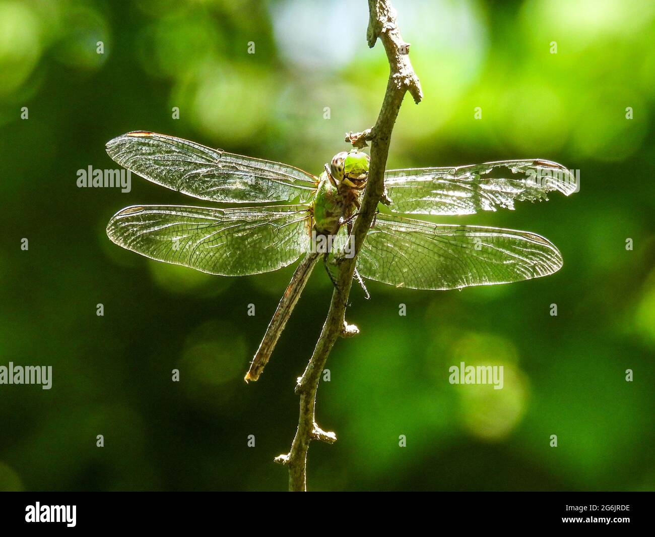 Giant Darner Dragonfly perched on the branch Stock Photo