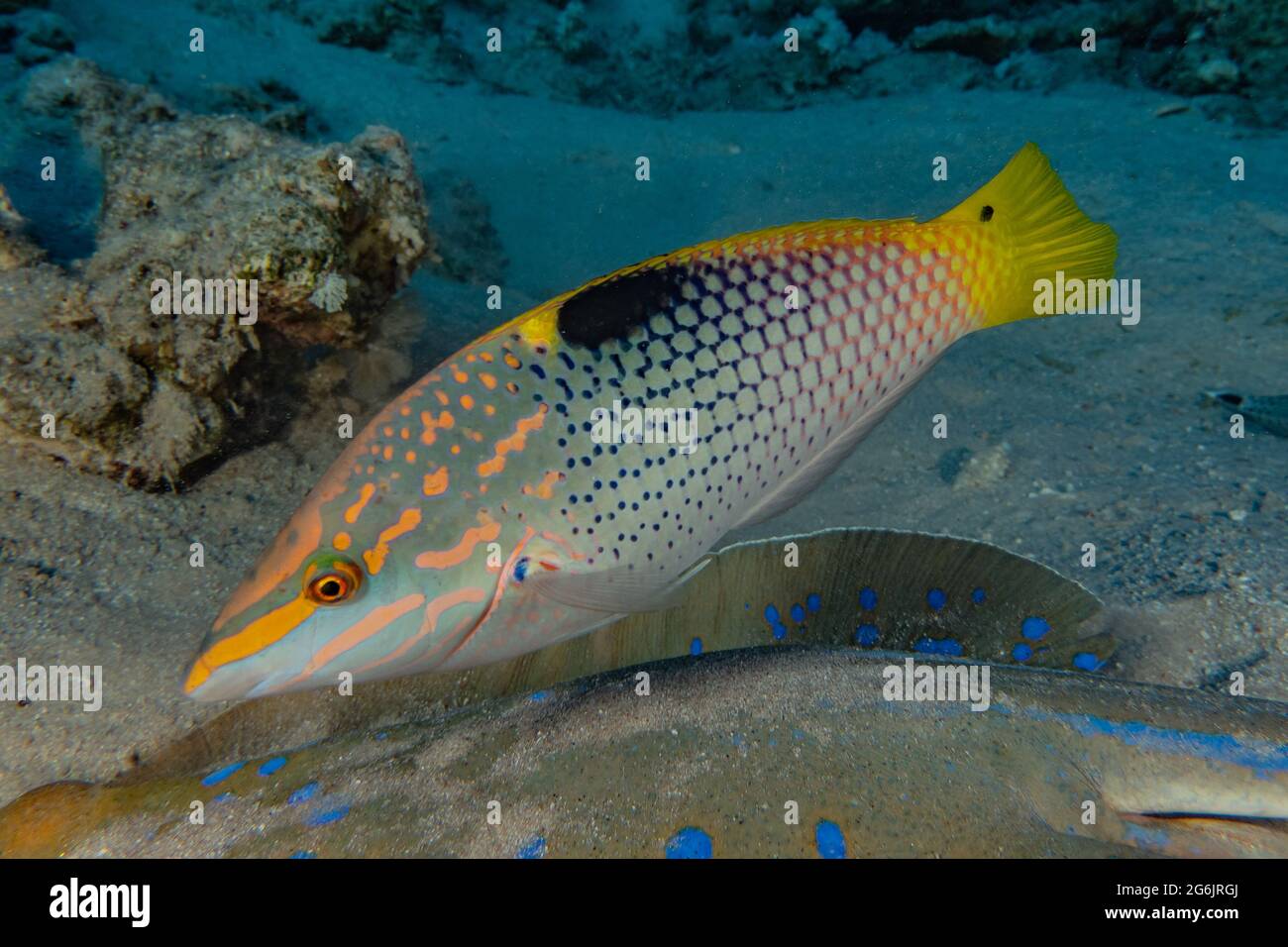 Isral Fish Fish swim in the Red Sea, colorful fish, Eilat Israel Stock Photo - Alamy