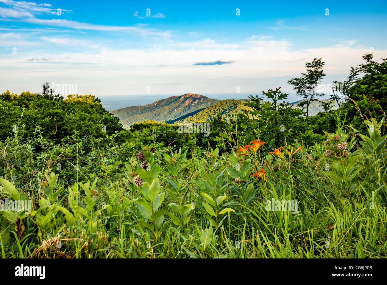 Scenic overlook of Shenandoah blue ridge mountains and hills with flowers at the front during sunset Stock Photo