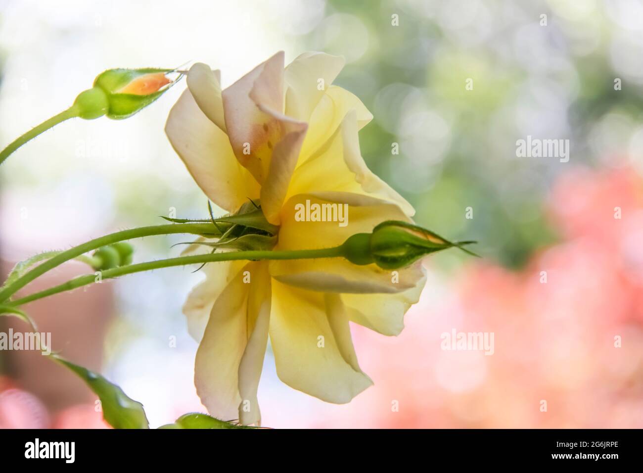 Delicate rose hi-res stock photography and images - Alamy