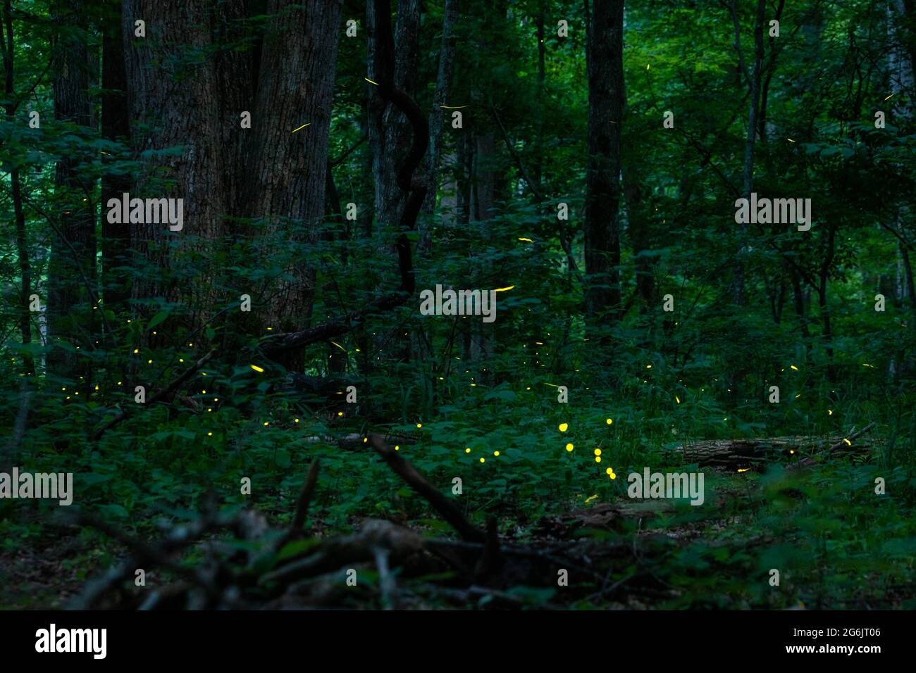 Real fireflies lights in the forest at night magic scenic view nobody Stock Photo