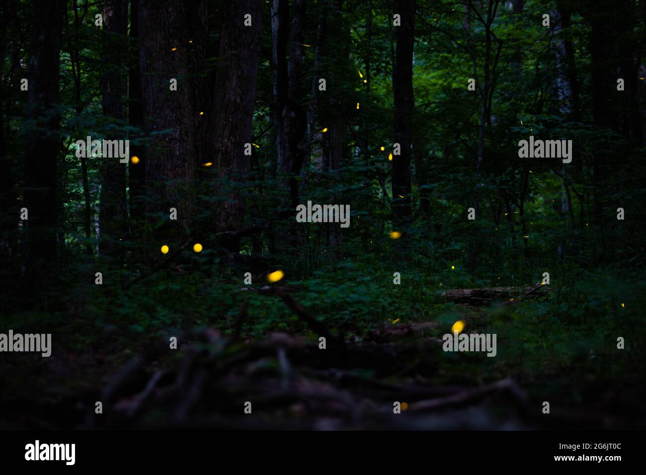 Real fireflies lights in the forest at night magic scenic view nobody Stock Photo