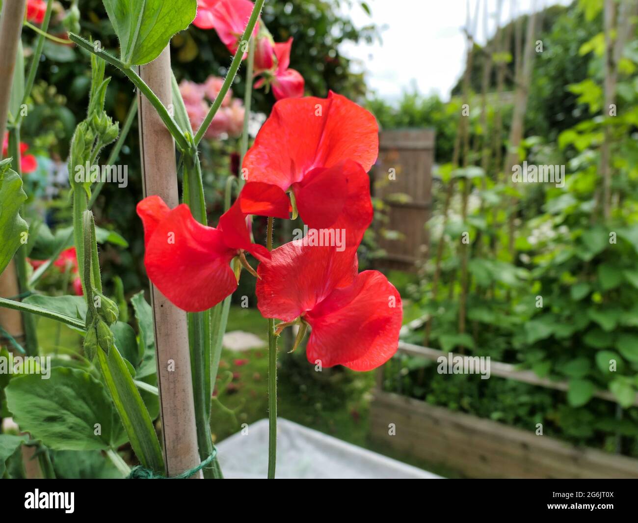 Sweet pea “Red Ensign” Stock Photo