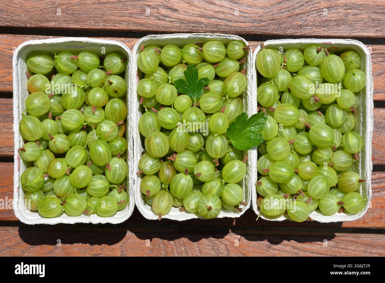 Three punnets of freshly picked organic gooseberries, also known as Ribes uva-crispa Stock Photo