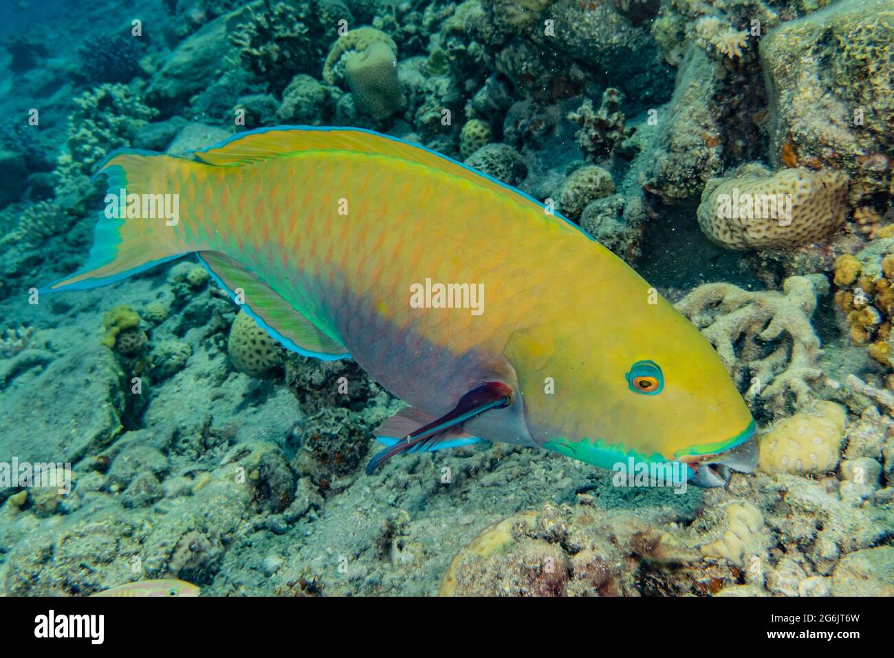 Isral Fish Fish swim in the Red Sea, colorful fish, Eilat Israel Stock Photo - Alamy