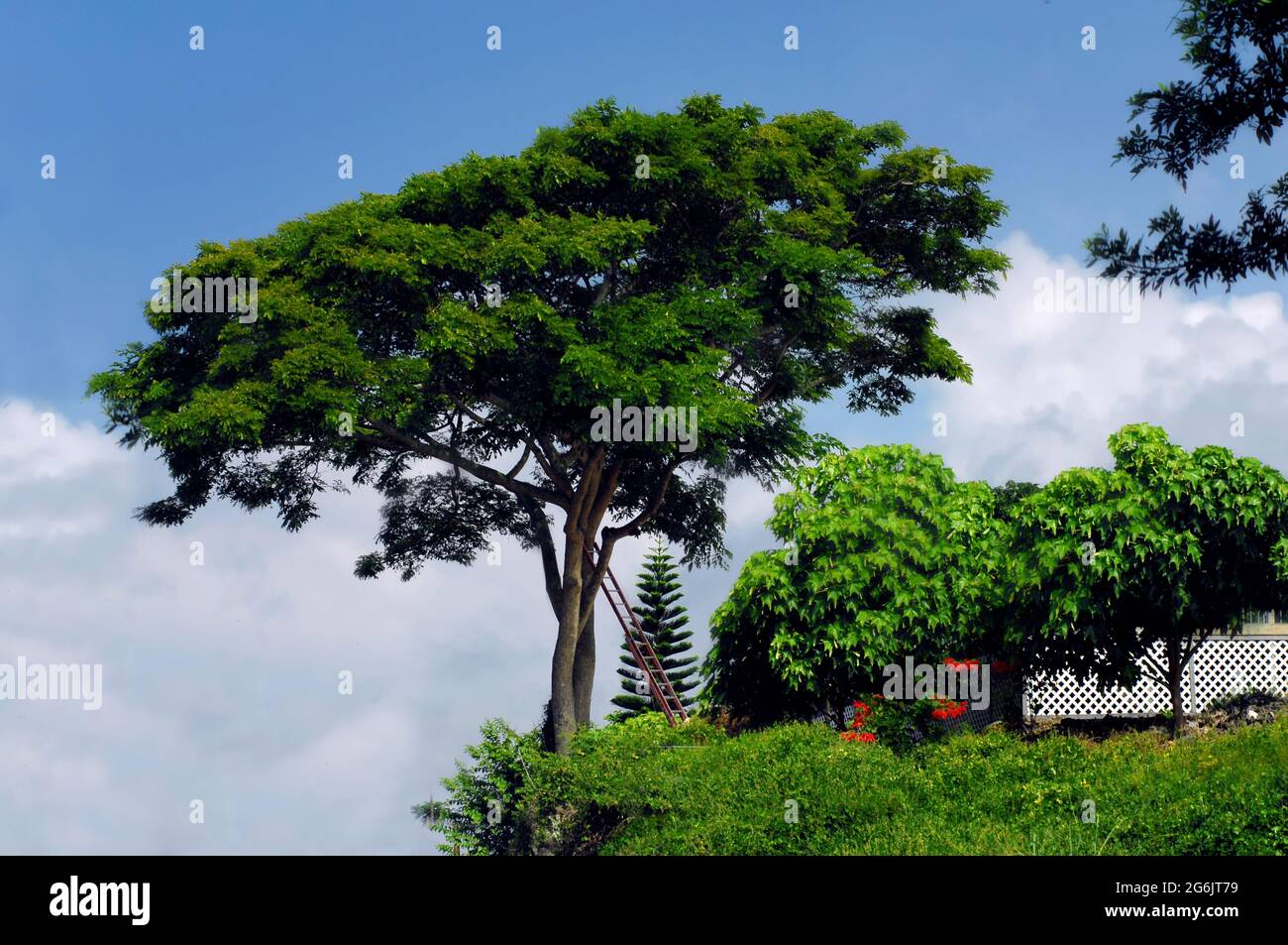 Monkey pod tree hi-res stock photography and images - Alamy