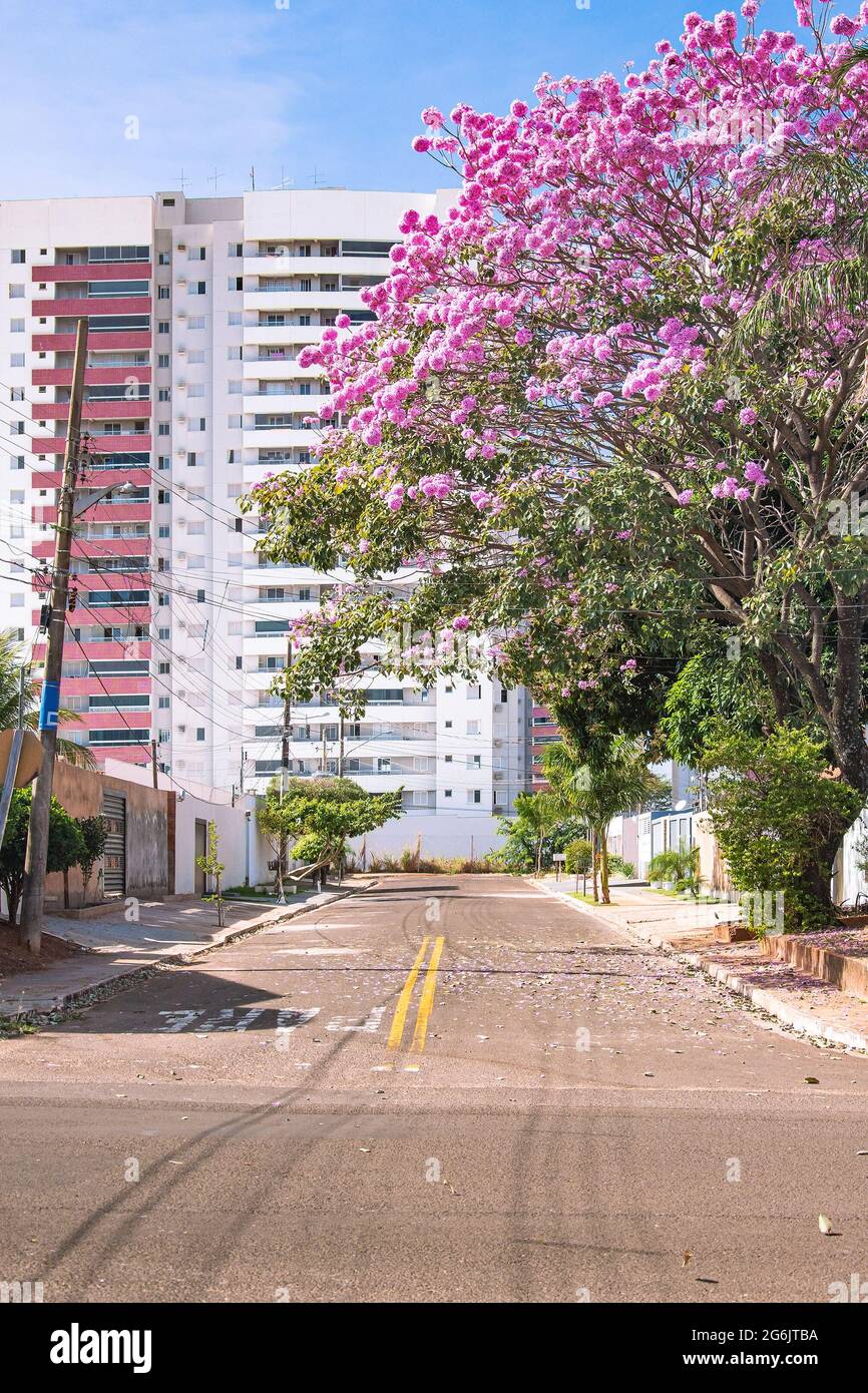 Ipe tree with pink flowers on a neighborhood sidewalk of Campo Grande city, MS - Brazil. Vila Margarida neighborhood. Stock Photo