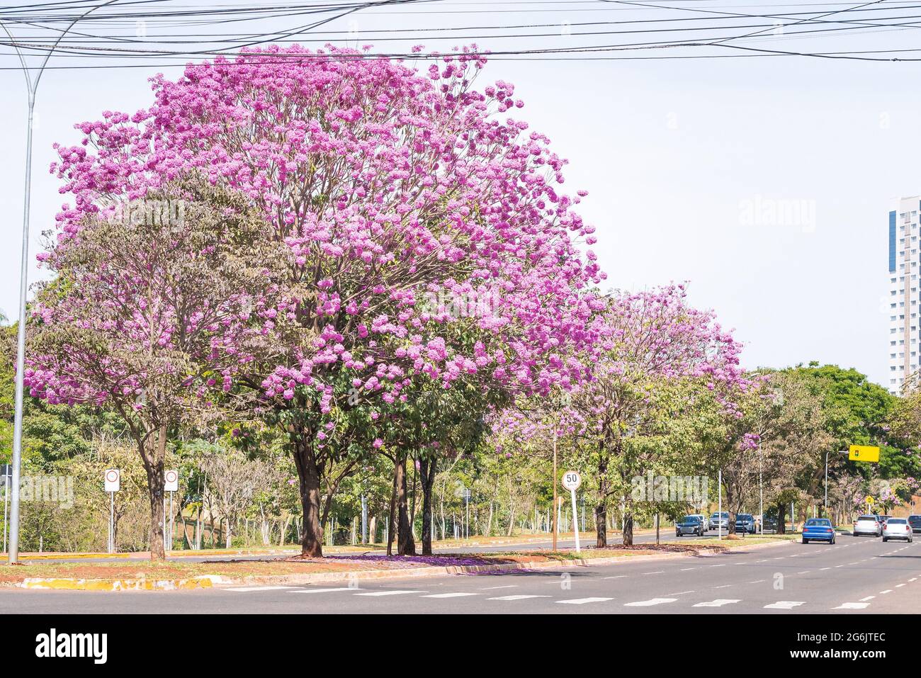View of a Ipe tree with pink flowers on the central flower bed of Via Park at Campo Grande MS, Brazil. Tree symbol of the city. Stock Photo