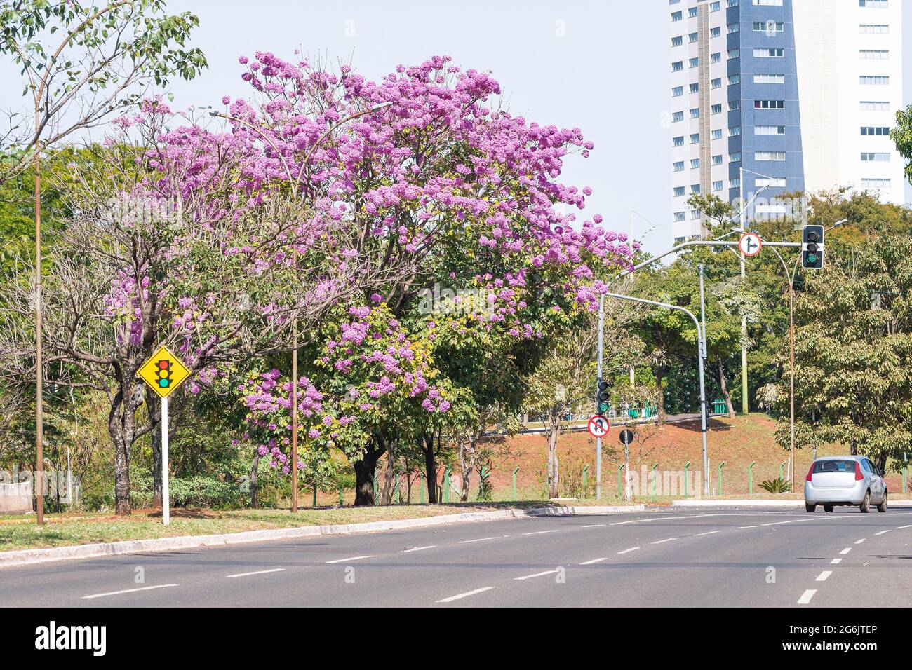 View of a Ipe tree with pink flowers on the central flower bed of Via Park at Campo Grande MS, Brazil. Tree symbol of the city. Stock Photo