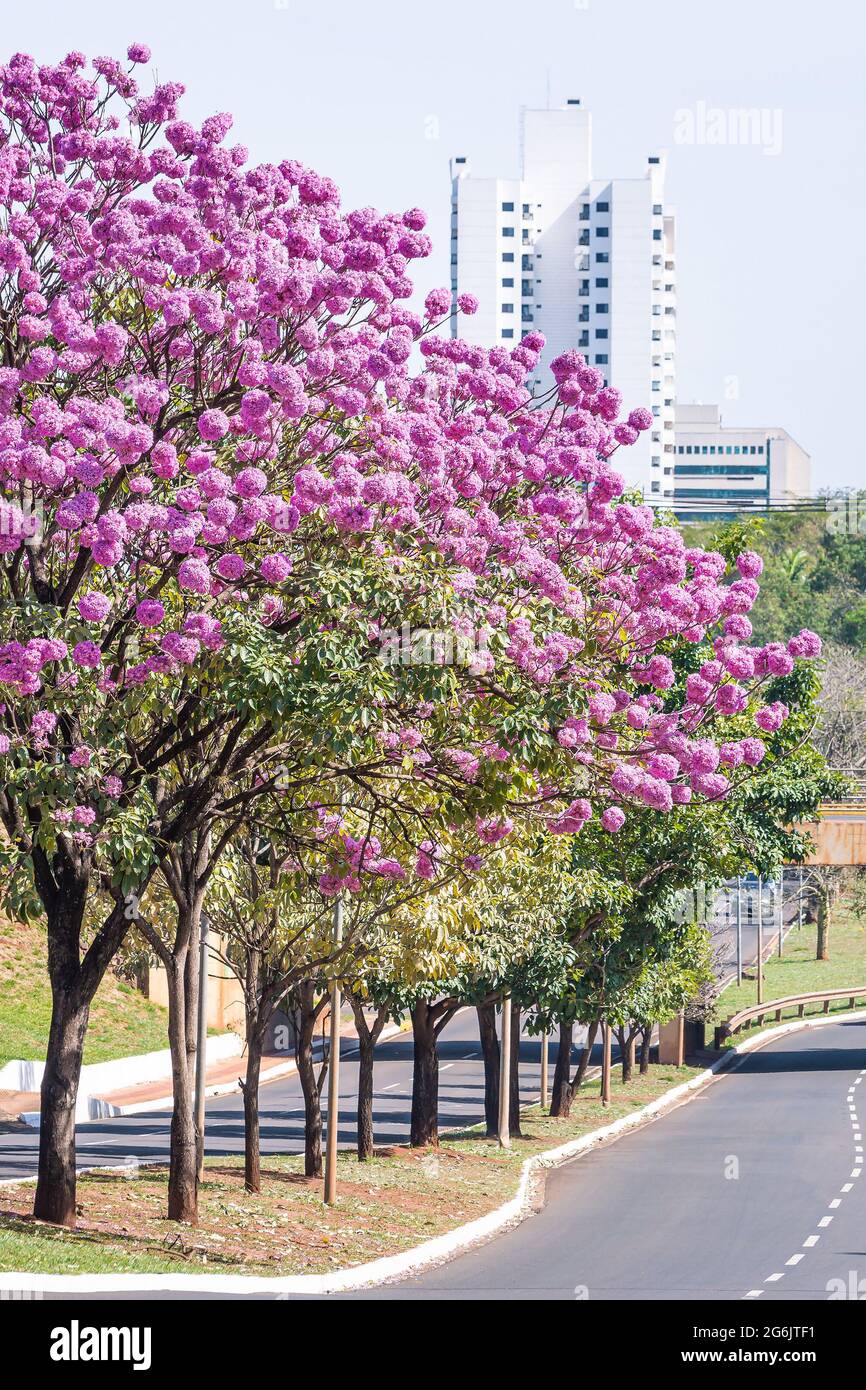 Beautiful Ipe tree with pink flowers of Campo Grande city, MS - Brazil.  Ricardo Brandao street Stock Photo - Alamy