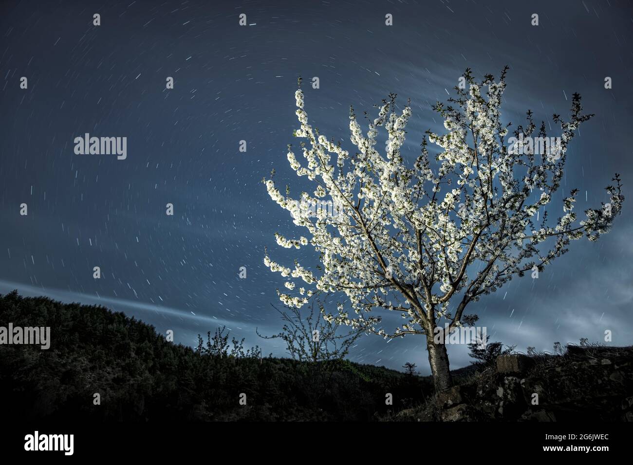 almond blossom on a starry spring night, with a circumpolar and some trails of clouds, night photography long exposure Stock Photo