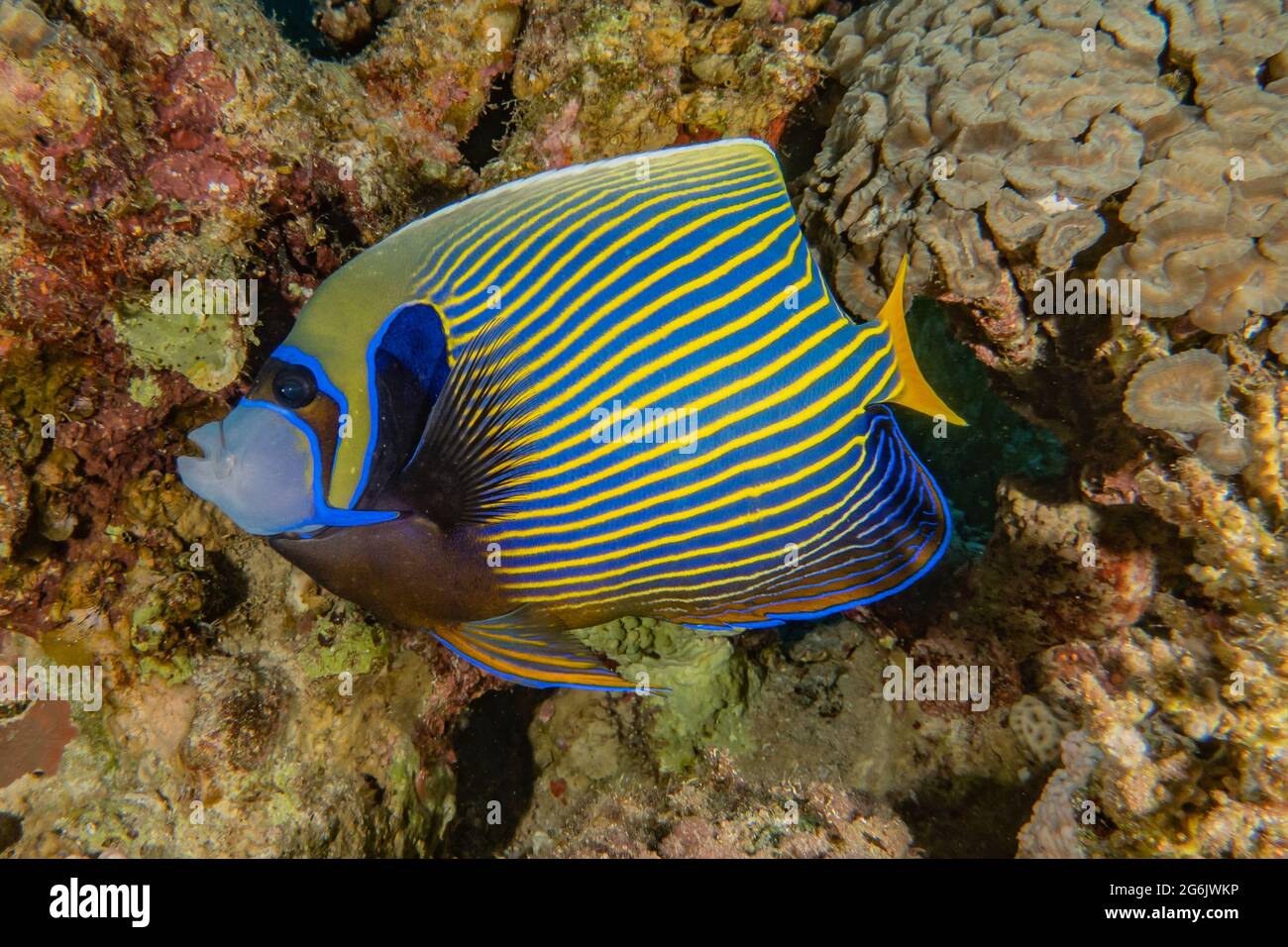 Isral Fish Fish swim in the Red Sea, colorful fish, Eilat Israel Stock Photo - Alamy