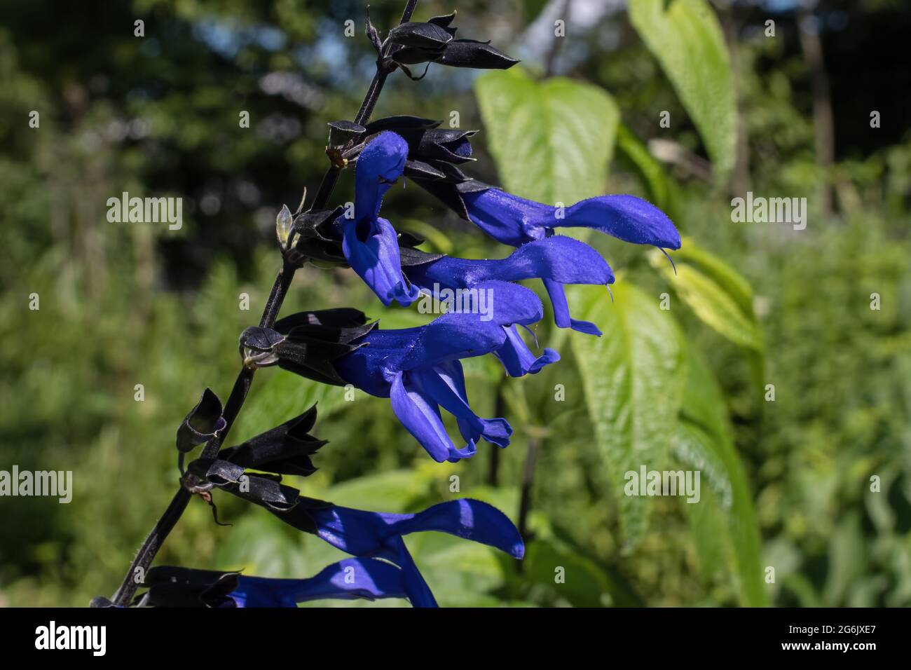 Black and blue salvia or blue Anise Sage flower in the early morning sunlight. A large woody perennial its flowers are vibrant cobalt blue. Stock Photo