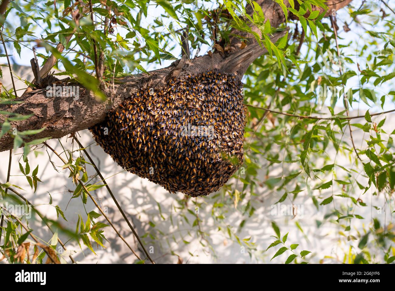 Honeybee swarm hanging on the tree, Swarm of bees building a new hive surrounding the tree. Stock Photo