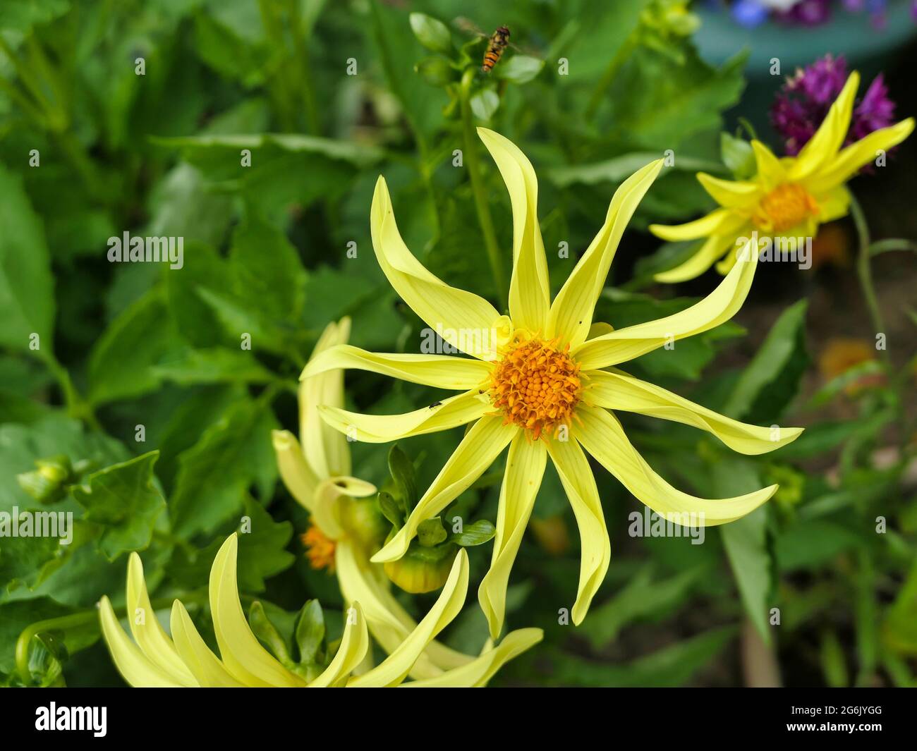Spiky dahlia dahlias hi-res stock photography and images - Alamy