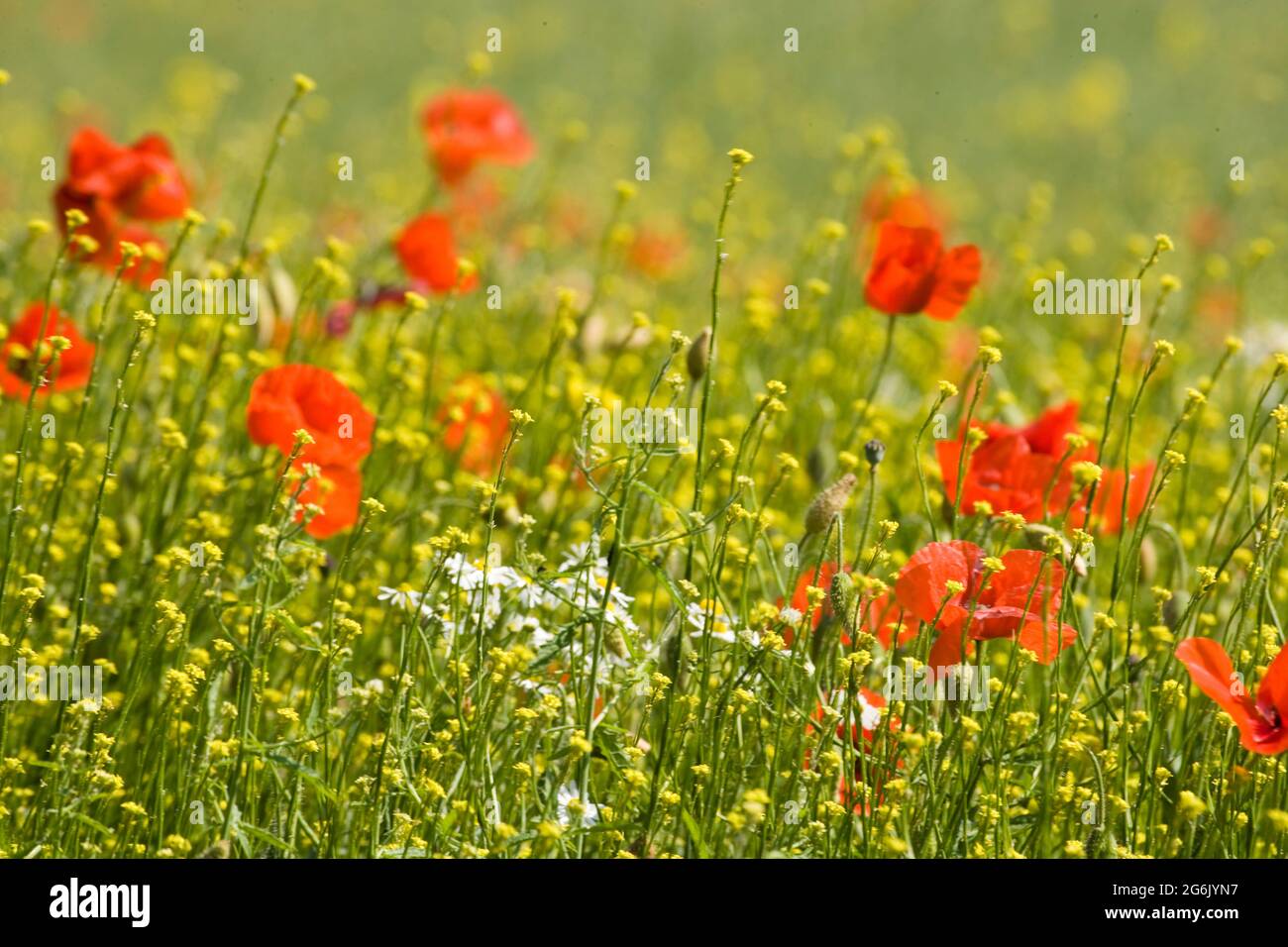 Cereal weeds hi-res stock photography and images - Alamy