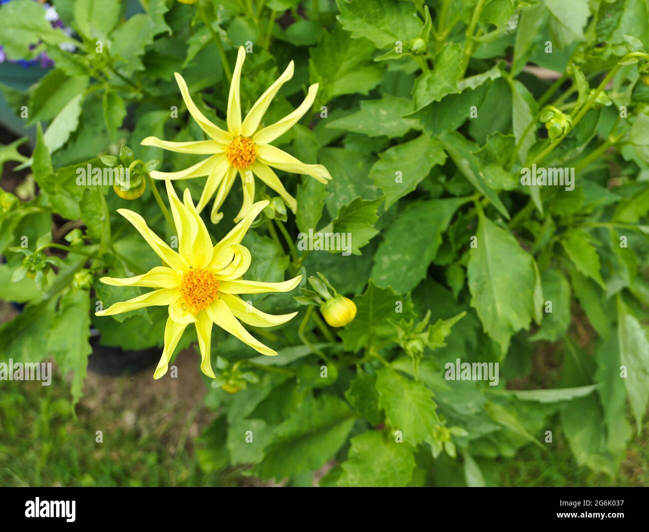 Spiky dahlia dahlias hi-res stock photography and images - Alamy