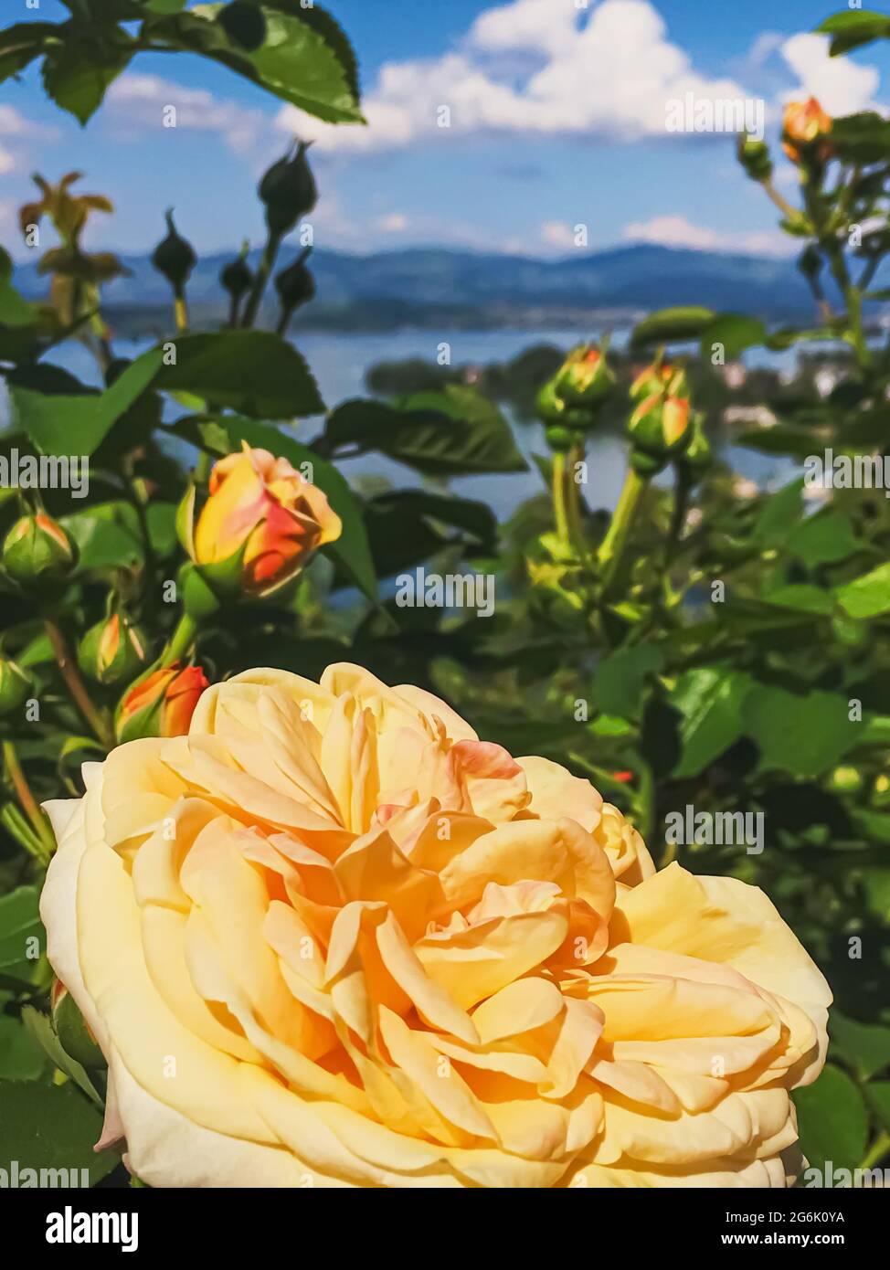 Beautiful rose flower in Swiss garden, lake, mountains and blue sky in  Wollerau on background, nature of Switzerland Stock Photo - Alamy